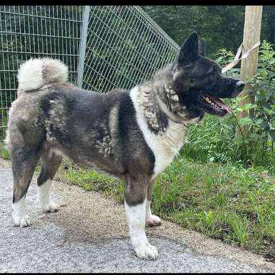 Tierschutzhunde suchen ein Zuhause-Beitrag-Bild