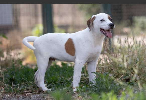Tierschutzhunde suchen ein Zuhause-Beitrag-Bild