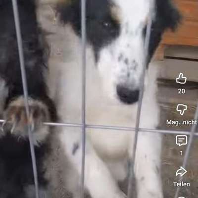 Tierschutzhunde suchen ein Zuhause-Beitrag-Bild