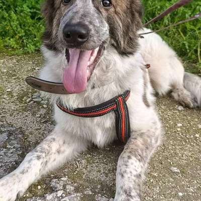 Tierschutzhunde suchen ein Zuhause-Beitrag-Bild