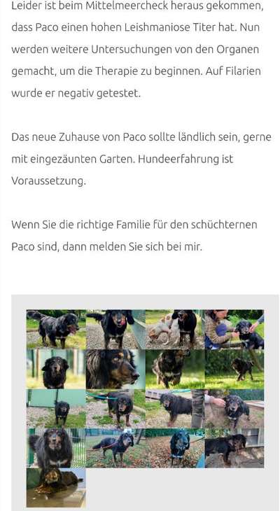 Tierschutzhunde suchen ein Zuhause-Beitrag-Bild