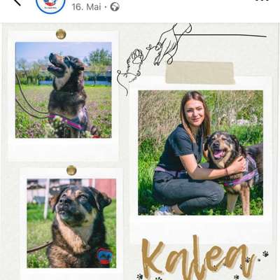 Tierschutzhunde suchen ein Zuhause-Beitrag-Bild