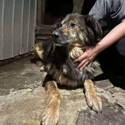 Tierschutzhunde suchen ein Zuhause-Beitrag-Bild