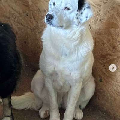 Tierschutzhunde suchen ein Zuhause-Beitrag-Bild