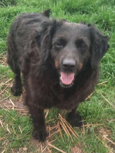 Tierschutzhunde suchen ein Zuhause-Beitrag-Bild