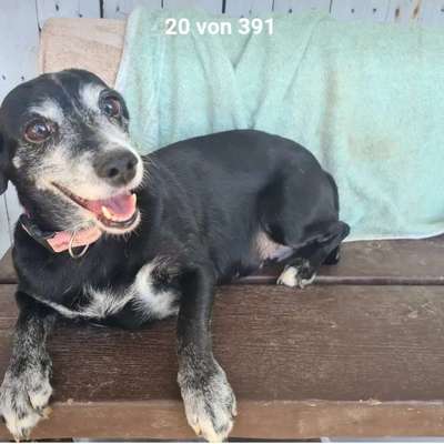 Tierschutzhunde suchen ein Zuhause-Beitrag-Bild