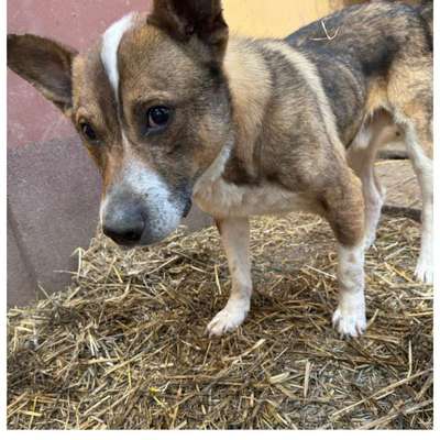 Tierschutzhunde suchen ein Zuhause-Beitrag-Bild