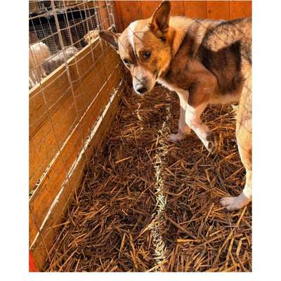 Tierschutzhunde suchen ein Zuhause-Beitrag-Bild