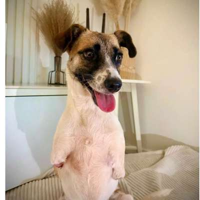 Tierschutzhunde suchen ein Zuhause-Beitrag-Bild