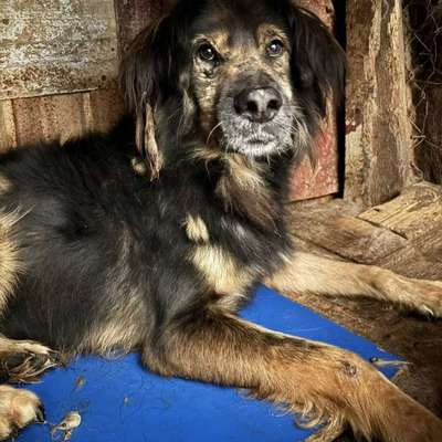 Tierschutzhunde suchen ein Zuhause-Beitrag-Bild