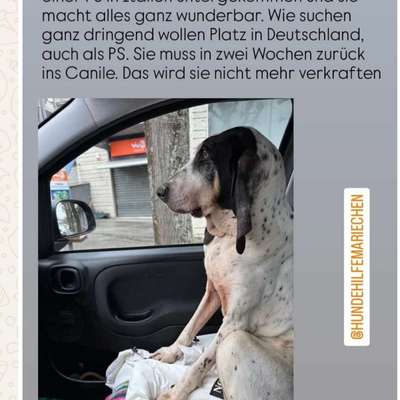 Tierschutzhunde suchen ein Zuhause-Beitrag-Bild