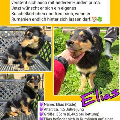 Tierschutzhunde suchen ein Zuhause-Beitrag-Bild
