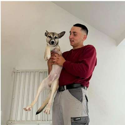 Tierschutzhunde suchen ein Zuhause-Beitrag-Bild