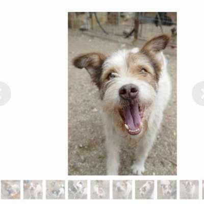 Tierschutzhunde suchen ein Zuhause-Beitrag-Bild