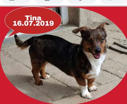 Tierschutzhunde suchen ein Zuhause-Beitrag-Bild