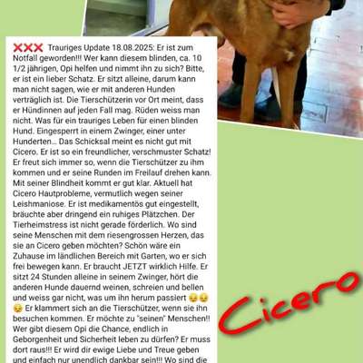 Tierschutzhunde suchen ein Zuhause-Beitrag-Bild