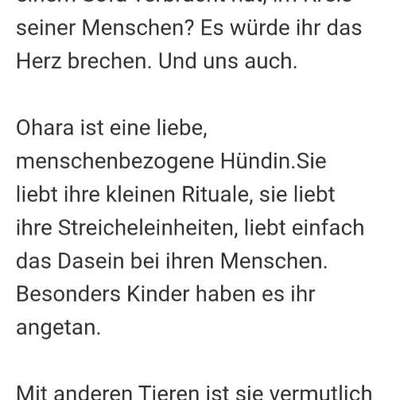 Tierschutzhunde suchen ein Zuhause-Beitrag-Bild