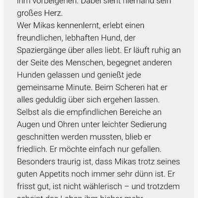 Tierschutzhunde suchen ein Zuhause-Beitrag-Bild
