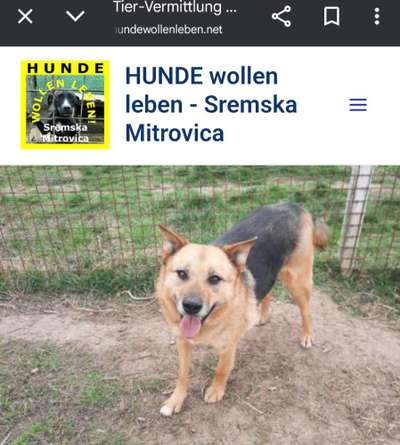 Tierschutzhunde suchen ein Zuhause-Beitrag-Bild