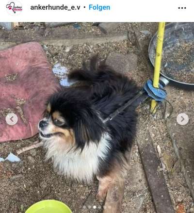 Tierschutzhunde suchen ein Zuhause-Beitrag-Bild