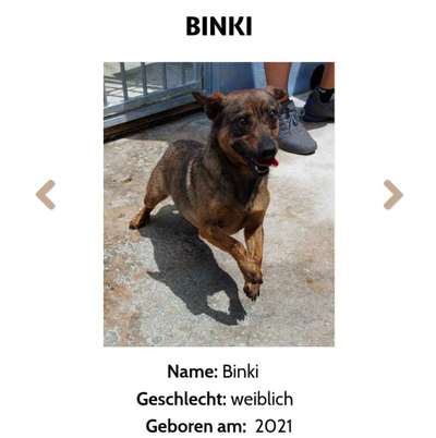 Tierschutzhunde suchen ein Zuhause-Beitrag-Bild