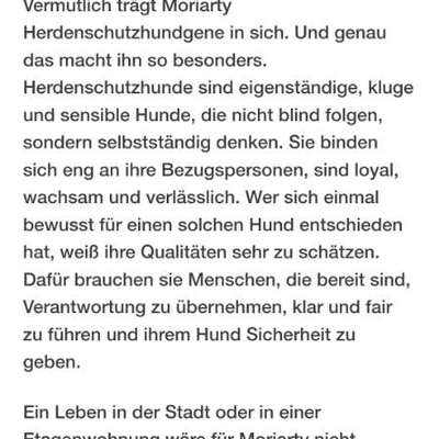 Tierschutzhunde suchen ein Zuhause-Beitrag-Bild