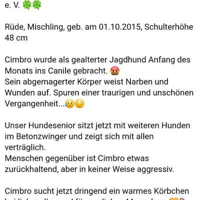 Tierschutzhunde suchen ein Zuhause-Beitrag-Bild