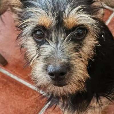 Tierschutzhunde suchen ein Zuhause-Beitrag-Bild