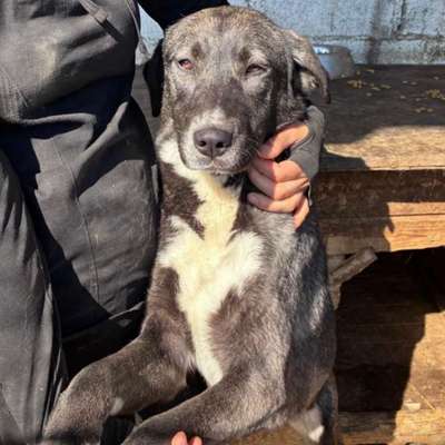 Tierschutzhunde suchen ein Zuhause-Beitrag-Bild