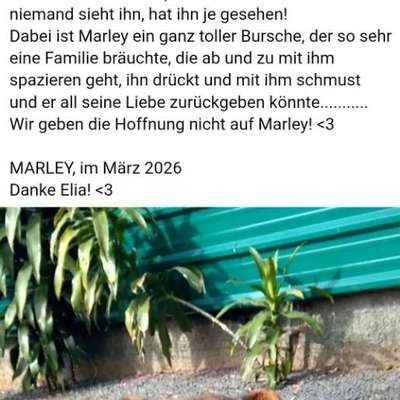 Tierschutzhunde suchen ein Zuhause-Beitrag-Bild