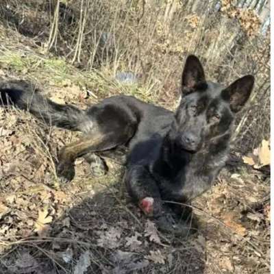 Tierschutzhunde suchen ein Zuhause-Beitrag-Bild