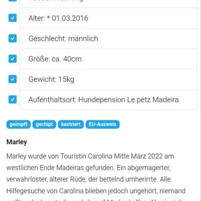 Tierschutzhunde suchen ein Zuhause-Beitrag-Bild