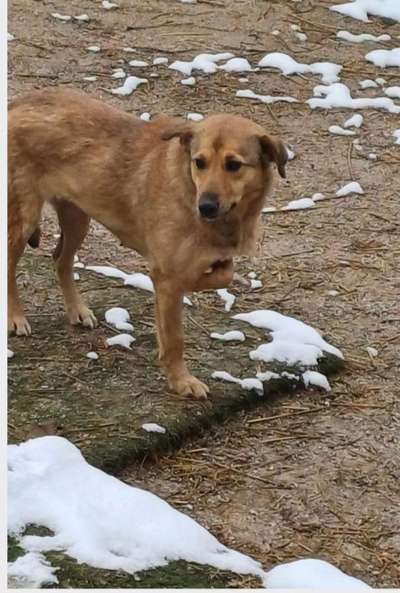 Tierschutzhunde suchen ein Zuhause-Beitrag-Bild