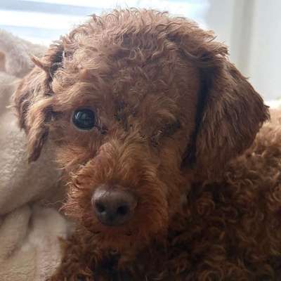 Tierschutzhunde suchen ein Zuhause-Beitrag-Bild