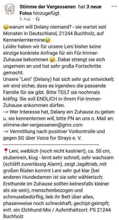 Tierschutzhunde suchen ein Zuhause-Beitrag-Bild