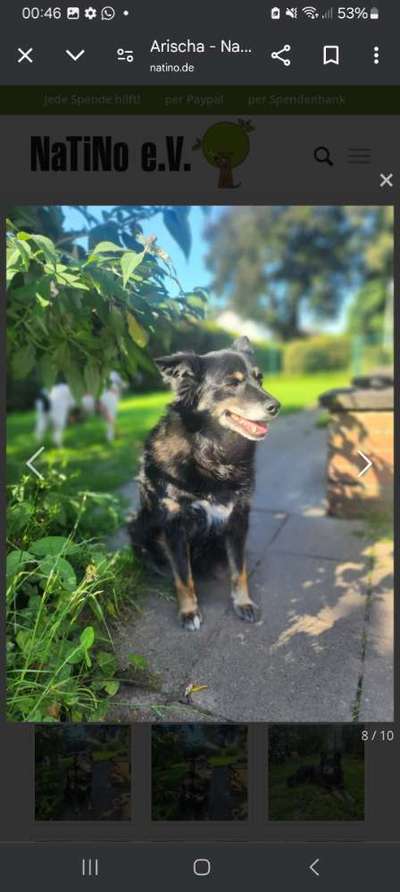 Tierschutzhunde suchen ein Zuhause-Beitrag-Bild