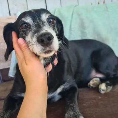 Tierschutzhunde suchen ein Zuhause-Beitrag-Bild