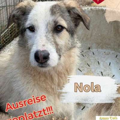 Tierschutzhunde suchen ein Zuhause-Beitrag-Bild