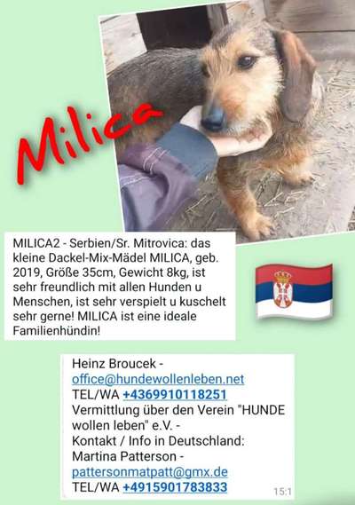 Tierschutzhunde suchen ein Zuhause-Beitrag-Bild