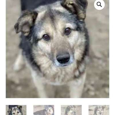 Tierschutzhunde suchen ein Zuhause-Beitrag-Bild