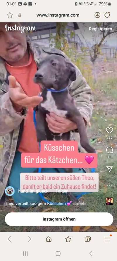 Tierschutzhunde suchen ein Zuhause-Beitrag-Bild