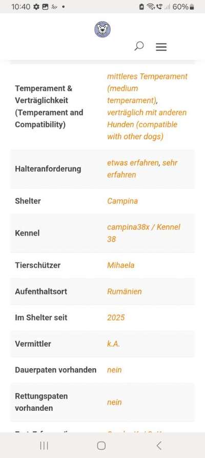 Tierschutzhunde suchen ein Zuhause-Beitrag-Bild