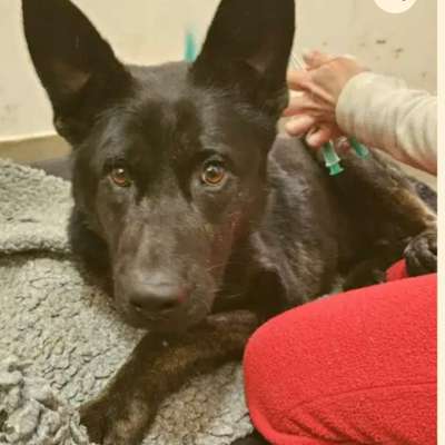 Tierschutzhunde suchen ein Zuhause-Beitrag-Bild