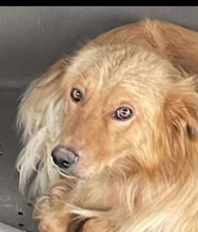 Tierschutzhunde suchen ein Zuhause-Beitrag-Bild