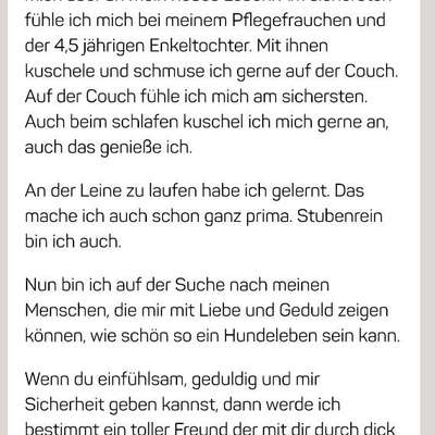 Tierschutzhunde suchen ein Zuhause-Beitrag-Bild