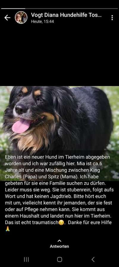TierschutzhundeStammtisch🐕-Beitrag-Bild