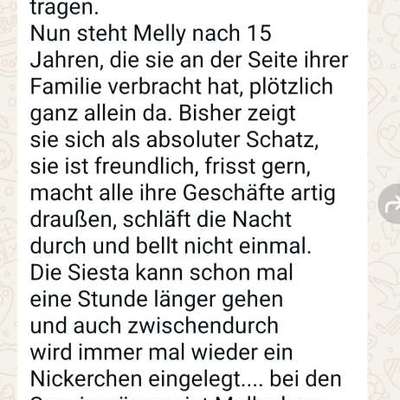 Tierschutzhunde suchen ein Zuhause-Beitrag-Bild