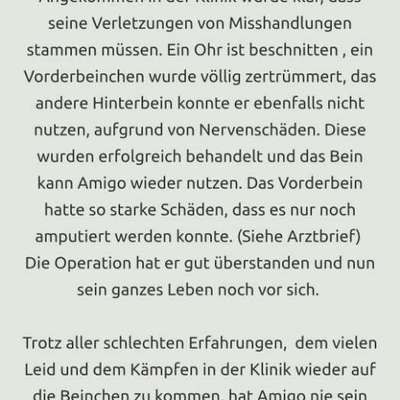 Tierschutzhunde suchen ein Zuhause-Beitrag-Bild