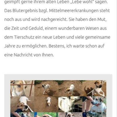 Tierschutzhunde suchen ein Zuhause-Beitrag-Bild