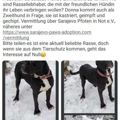 Tierschutzhunde suchen ein Zuhause-Beitrag-Bild